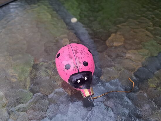 Mārīte rozā (Egle kukaiņi 05)