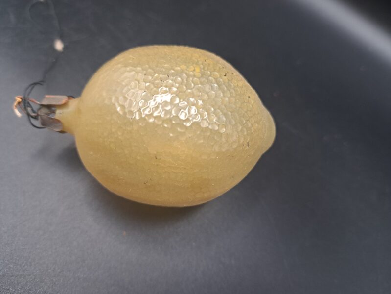  Citroniņš (Egle augļi 36)