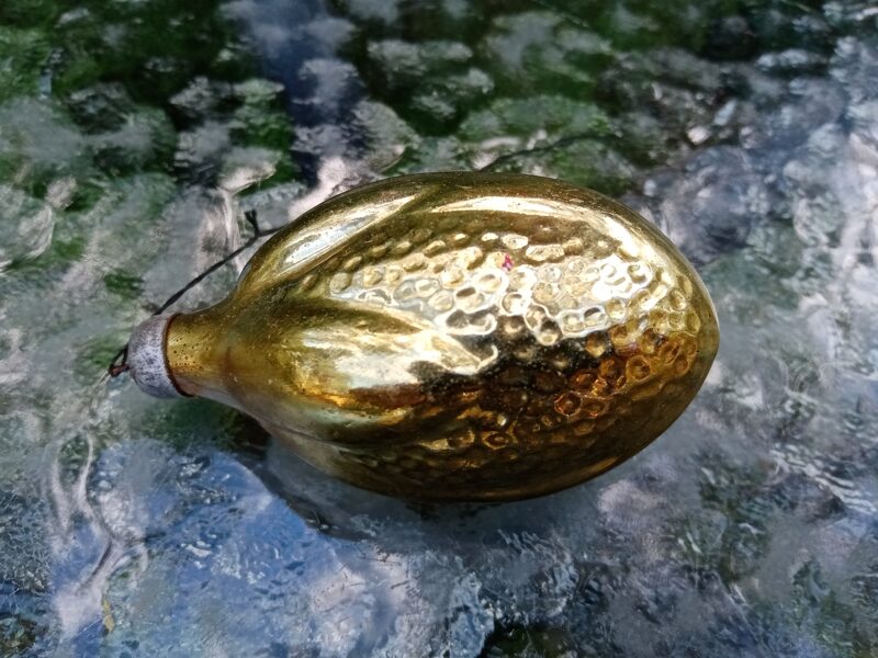 Auguis dzetens, caurspidīgs uz pusi (Egle augļi 09)